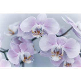 Светло-сиреневые орхидеи в мягком свете