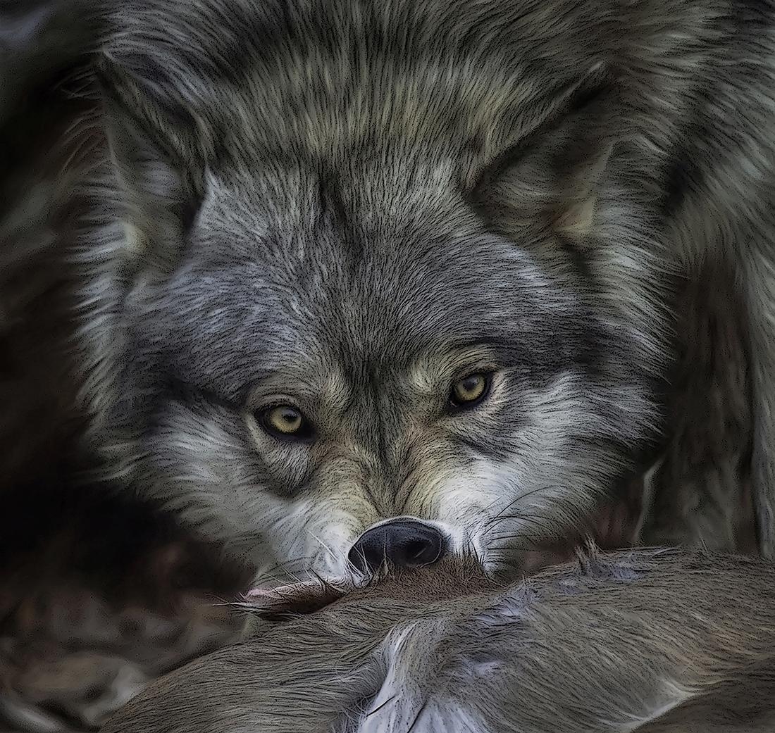 Фотообои «Взгляд волка»