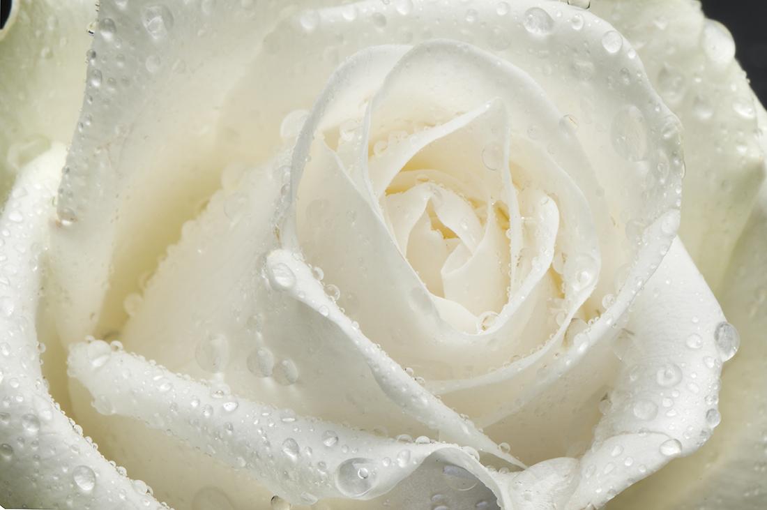 Купить фотообои «Бутон белой розы с каплями воды» по доступной цене