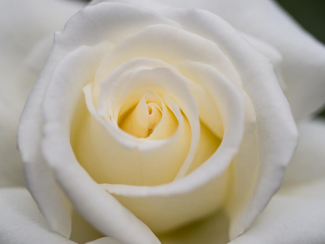 Постер «Нежный бутон белой розы»