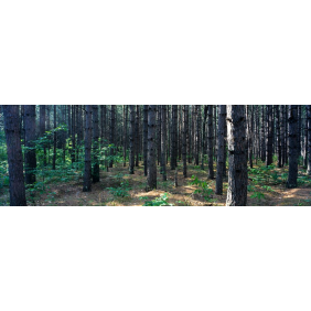 Лес средней полосы России