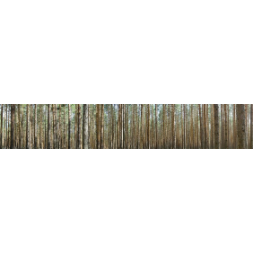 В лесу. Панорама
