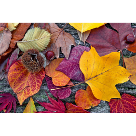Каштаны на осенних листьях