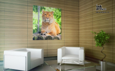 Постер «Взгляд львицы»
