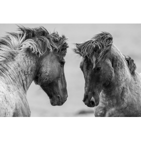 Дикие лошади чёрно-белое фото