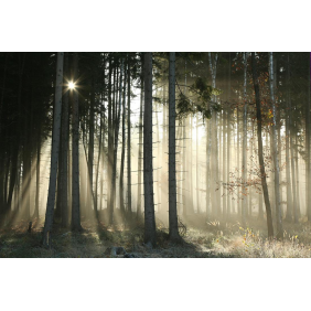 Утренние заморозки в лесу