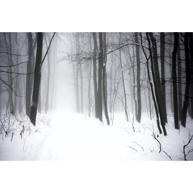 Чёрно-белый контраст деревьев и снега