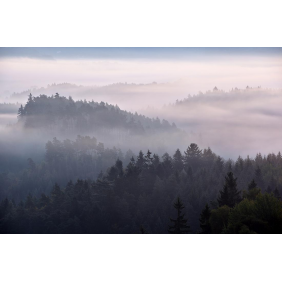Низкостелящийся туман в холмистом лесу