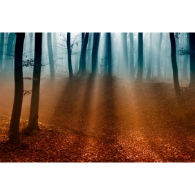Осенний буковый лес