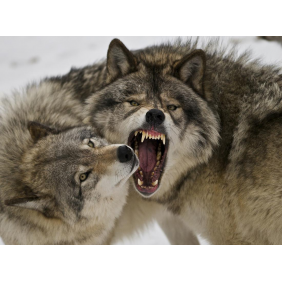 Волк защищает волчицу